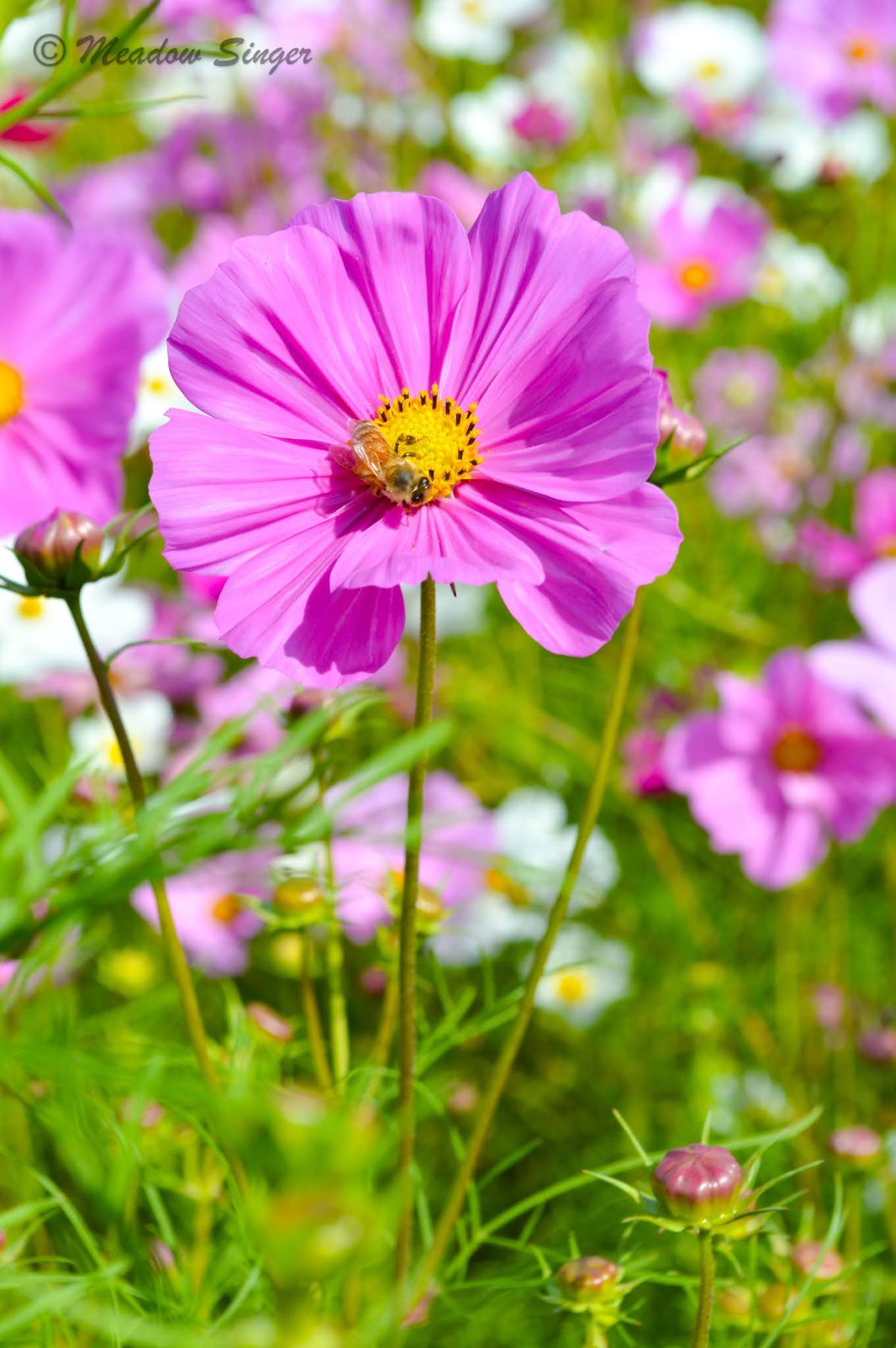 A pink cosmos flower in a sunny garden