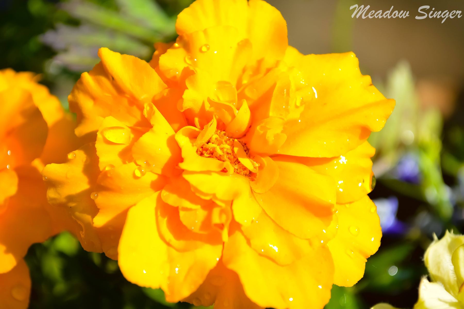 A bright yellow marigold up close