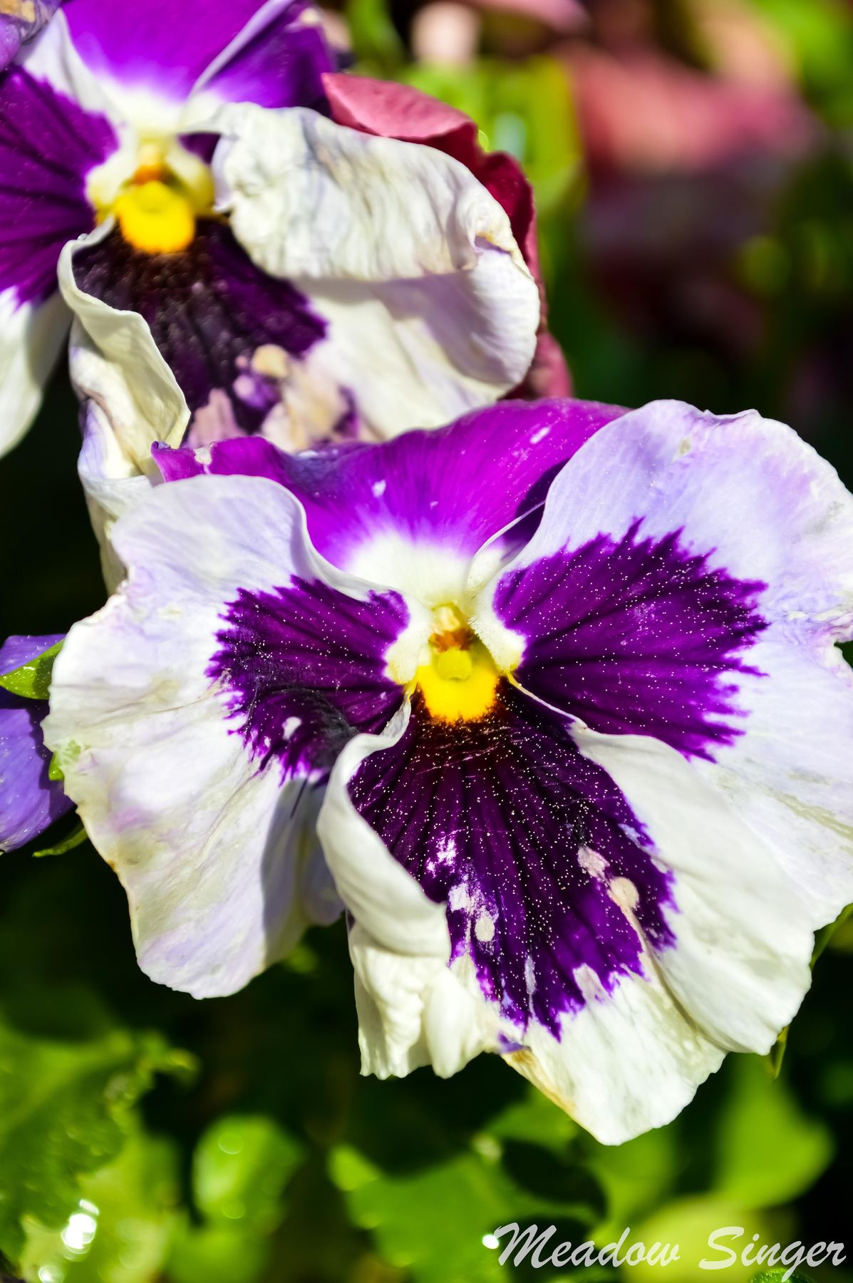 Purple and white pansies up close